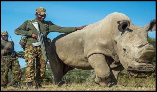 rhinoceros