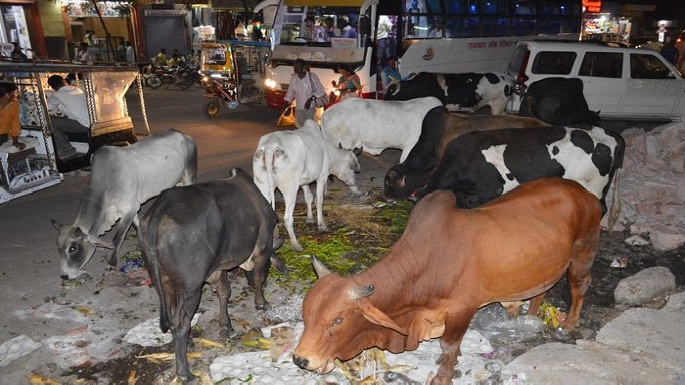 stray animal problem