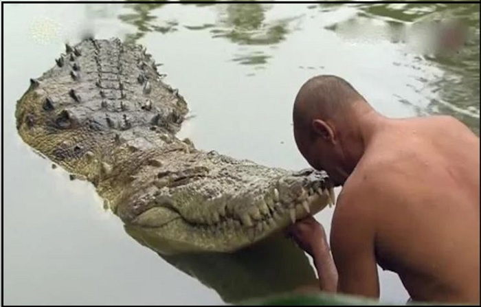 vegetarian crocodile