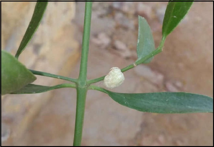 braj motikund