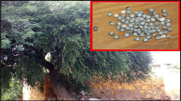 braj motikund