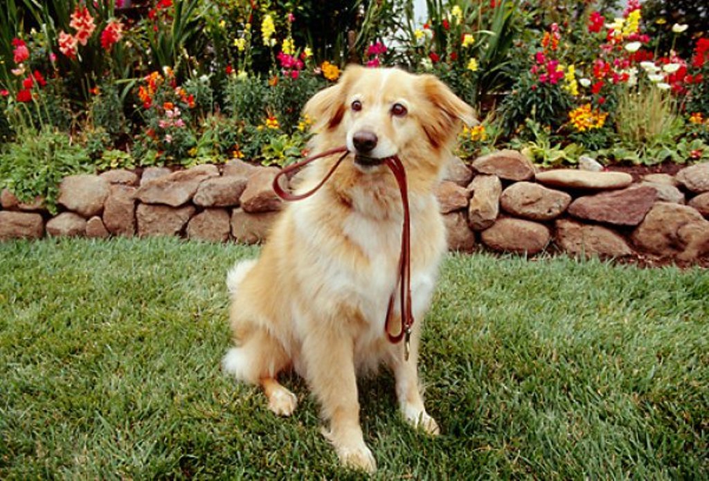 Boost your dogs health by Weight loss programmes