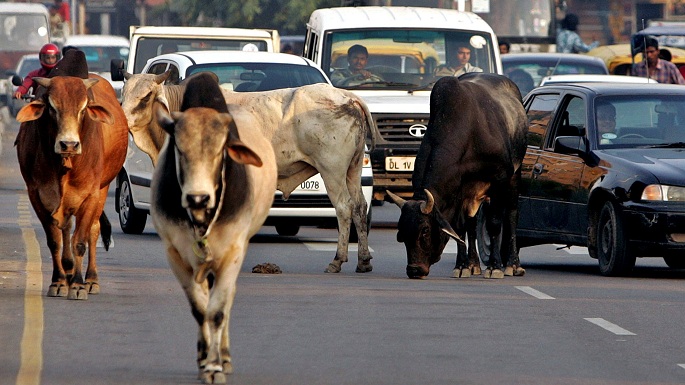 stop cow vigilantism