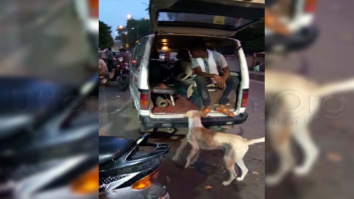 dogs wandering around hospital in lucknow