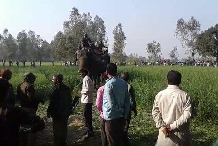 12 elephant Import