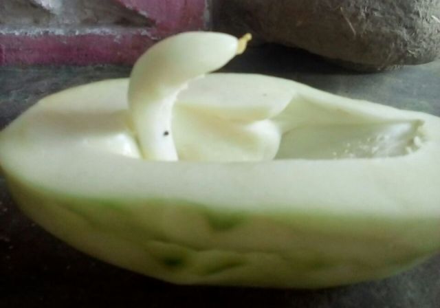 papaya snake shape