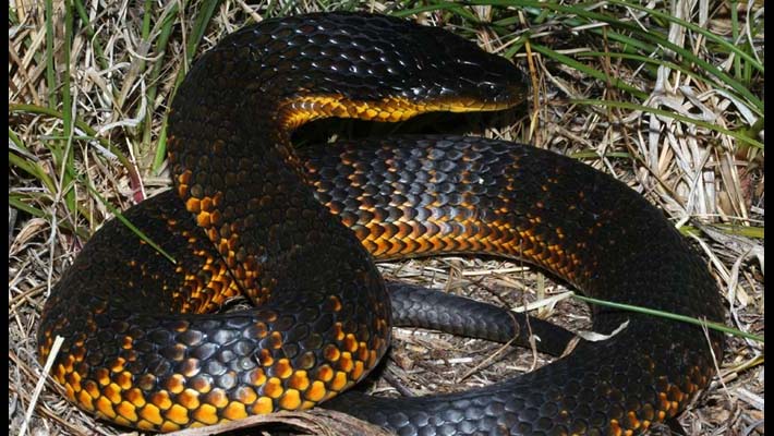 poisonous snake