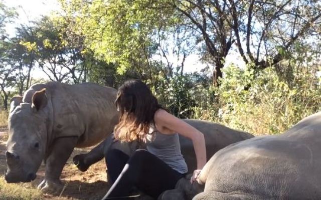 rhinos