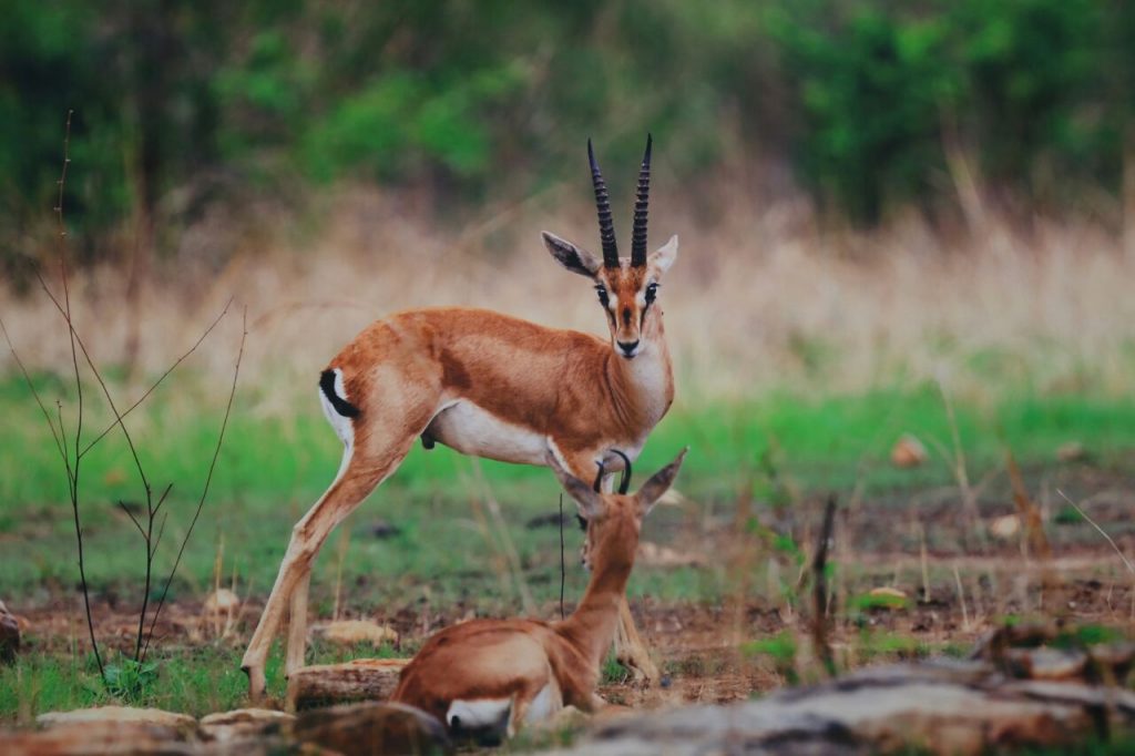 Photography Exhibition celebrates Wildlife