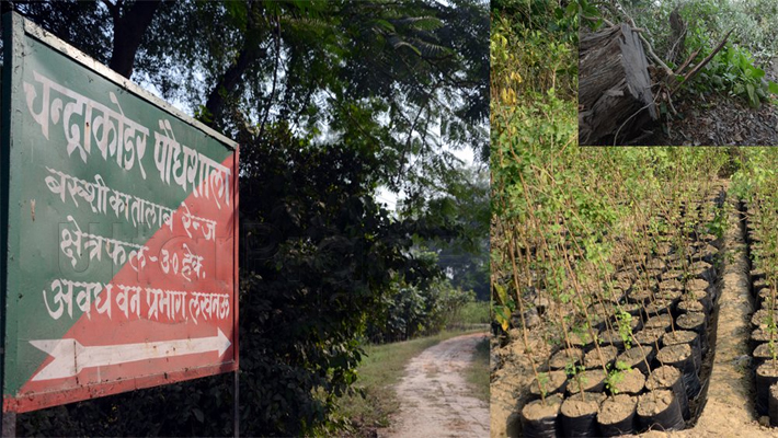 Lucknow Forest Department