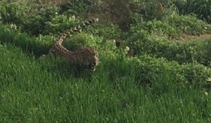 Greater Noida- Striking of leopards in homes, a young man injured.