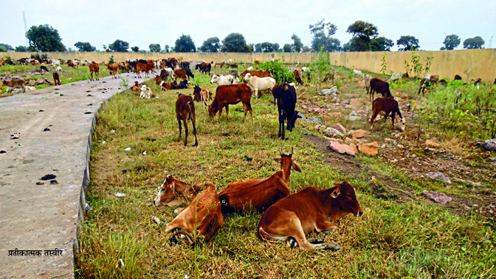 Many Cattle Died From Hunger