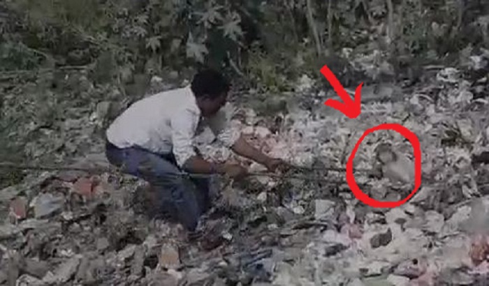 Villagers get rid stranded Cow dynasty in pond of rescue operation