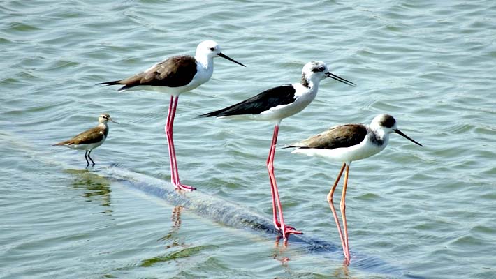 Forest Department Preparing to Breed Black Winged Stilt Birds in Chambal
