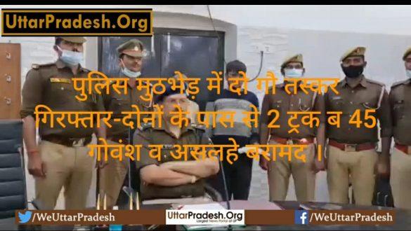 two-cow-smugglers-arrested-in-police-encounter
