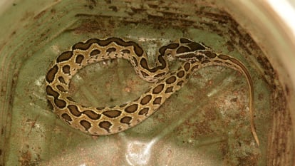 woman-was-bitten-by-a-snakehusband-reached-hospital-with-snake