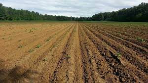 agriculture