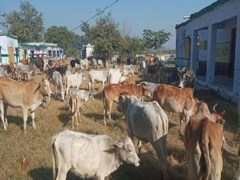 villagers-closed-300-animals-in-the-school