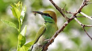 Bird and Nature Festival