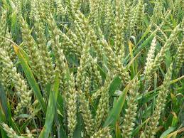 digital-survey-of-crops-has-been-completed