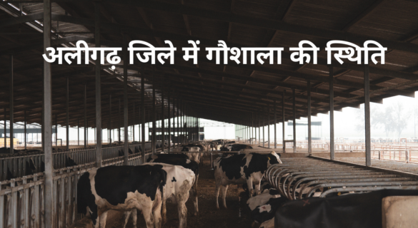 अलीगढ़ जिले में गौशाला की स्थिति Gaushala in Aligarh