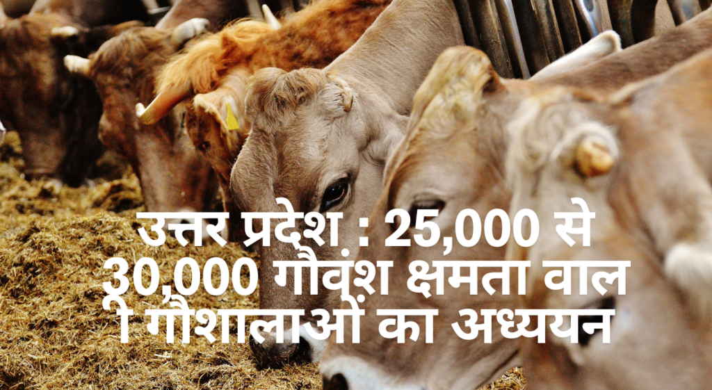 उत्तर प्रदेश : 25,000 से 30,000 गौवंश क्षमता वाली गौशालाएँ Upto 30000 Cows Capacity Gaushala