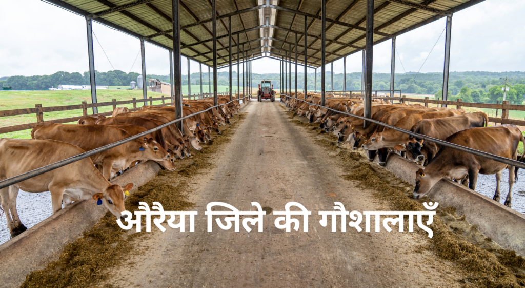 औरैया जिले में गौशालाओं की स्थिति और 2022 से अब तक की घटनाएं Gaushala in Auraiya