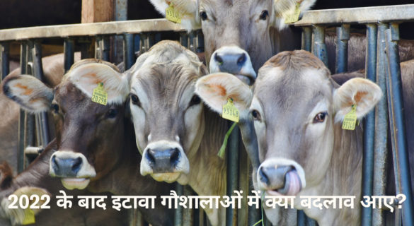 Etawah Gaushala - 2022 के बाद इटावा गौशालाओं में क्या बदलाव आए?