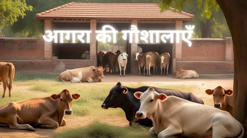 आगरा में गौशाला की स्थिति Gaushala in Agra