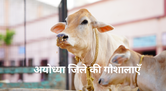 Gaushala in Ayodhya - अयोध्या की गौशालाओं की पूरी जानकारी और 2022 से अब तक की अहम घटनाएँ!