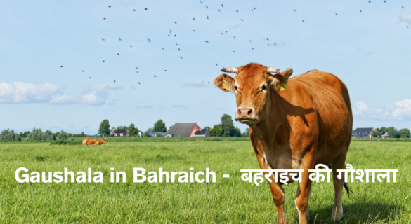 Gaushala in Bahraich - बहराइच की गौशालाओं की स्थिति