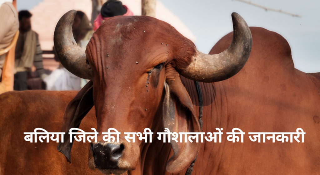 Gaushala in Ballia - बलिया जिले की सभी गौशालाओं की जानकारी