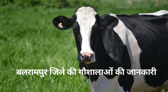 Gaushala in Balrampur - बलरामपुर की विभिन्न गौशालाओं की जानकारी