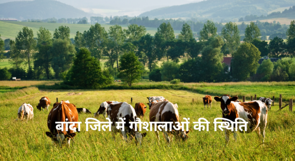 Gaushala in Banda - जानें बांदा जिले में गौशालाओं की स्थिति