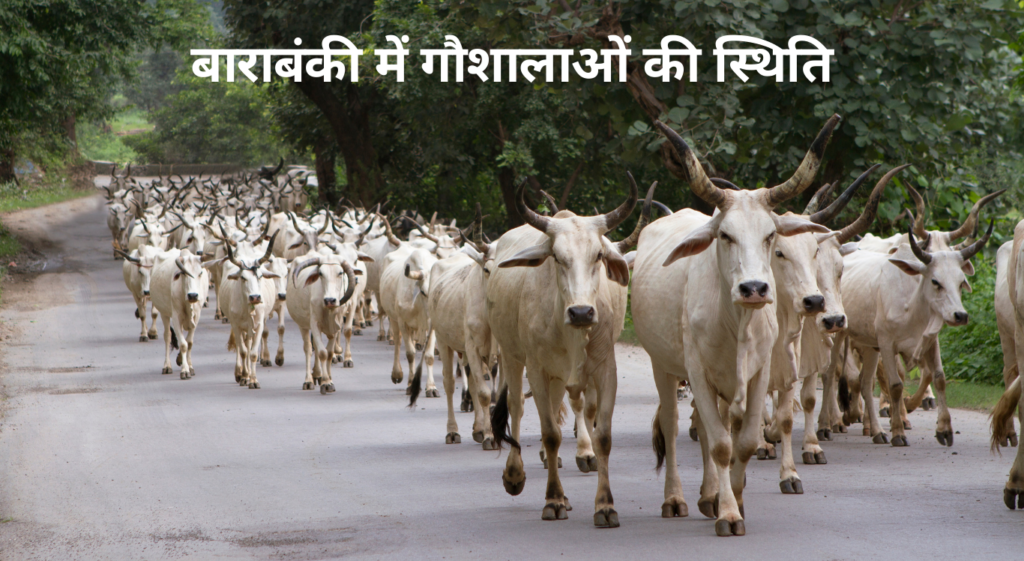 Gaushala in Barabanki - जानें बाराबंकी में गौशालाओं की स्थिति