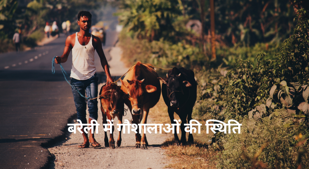 Gaushala in Bareilly - गौशालाओं में 2022 के बाद क्या बदला?