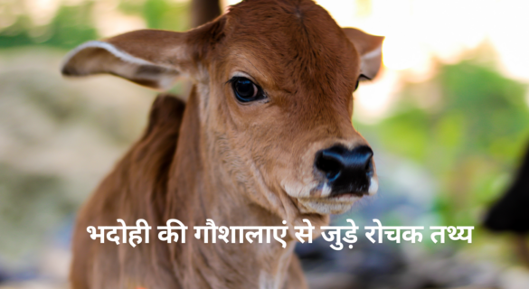 Gaushala in Bhadohi - भदोही की गौशालाएं से जुड़े रोचक तथ्य