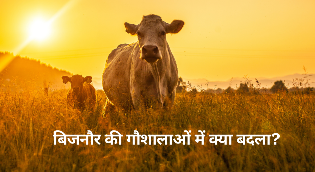 Gaushala in Bijnor - बिजनौर की गौशालाओं में क्या बदला?