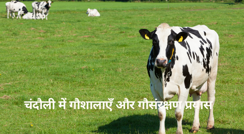 Gaushala in Chandauli - चंदौली में गौशालाएँ और गौसंरक्षण प्रयास