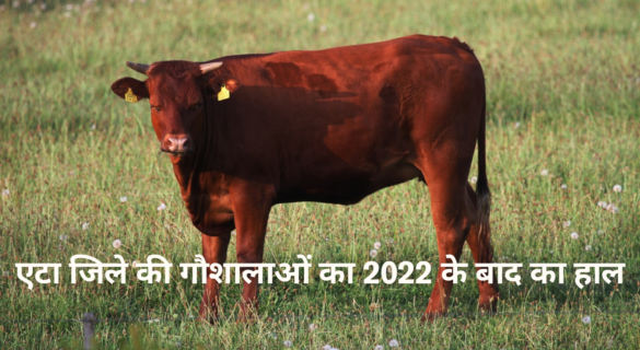 Gaushala in Etah - एटा जिले की गौशालाओं का 2022 के बाद का हाल