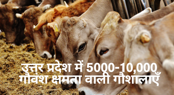 gaushala having cows between 5000 and 10000 in the districts of uttar pradesh ( upto 10000 Cow In Shelters )