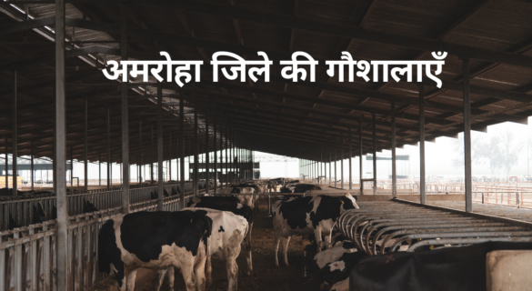 अमरोहा जिले में गौशालाओं की स्थिति और 2022 से अब तक की घटनाएं Gaushala in Amroha