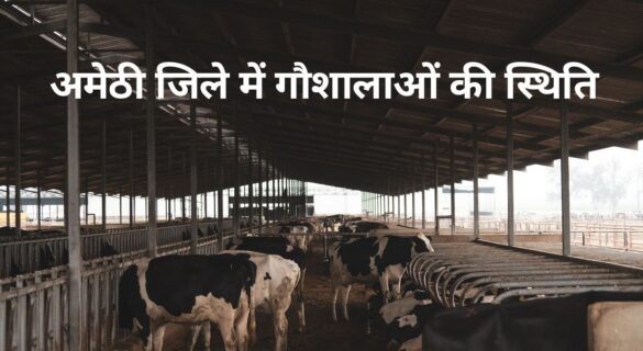 अमेठी जिले में गौशालाओं की स्थिति और 2022 से अब तक की घटनाएं Gaushala in Amethi