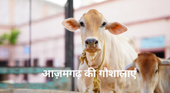 आज़मगढ़ की गौशालाएं - संरक्षण, चुनौतियाँ और 2022 के बाद की घटनाएं [ Gaushalas of Azamgarh ]