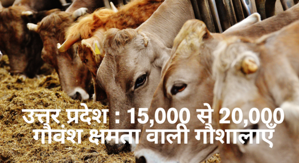 उत्तर प्रदेश : 15,000 से 20,000 गौवंश क्षमता वाली गौशालाएँ Upto 20000 Cows Capacity Gaushala