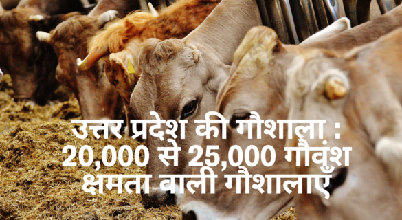 उत्तर प्रदेश की गौशाला : 20,000 से 25,000 गौवंश क्षमता वाली गौशालाएँ 25000 cows capacity