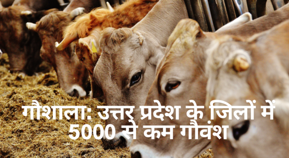 गौशाला - उत्तर प्रदेश के जिलों में 5000 से कम गौवंश ( Less Than 5000 Cows In Shelters )