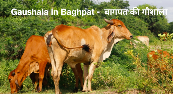 बागपत की गौशालाएं - संरक्षण के प्रयास और 2022 के बाद की चुनौतियाँ [ Gaushalas of Baghpat ]