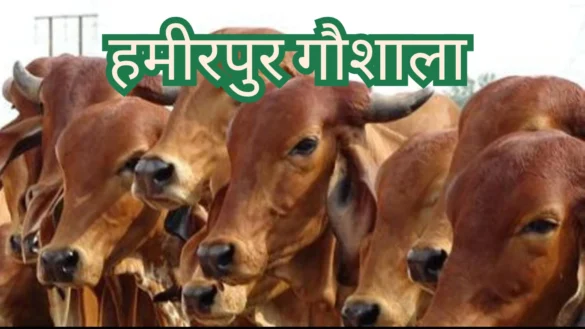 हमीरपुर की गौशालाएं - Hamirpur Gaushala हमीरपुर गौशाला
