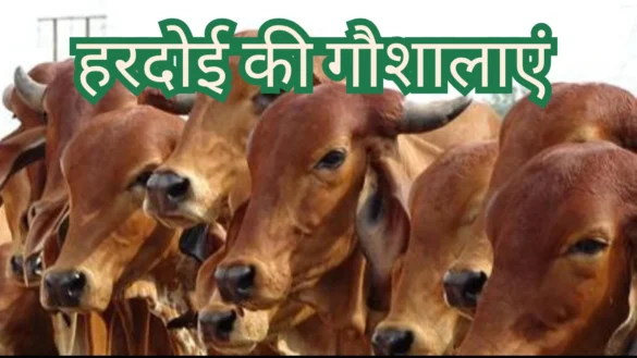 Cowshed in Hardoi - Hardoi Gaushala हरदोई गौशाला हरदोई की गौशालाएं